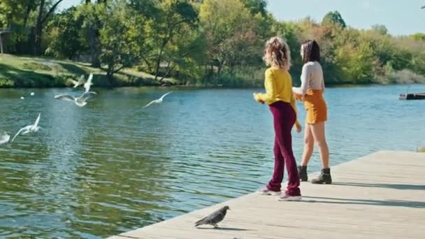 スローモーション、夏の公園で2人の若い幸せな女性がカモメに餌を与え、彼らは彼らに食べ物を投げ、カモメは空中に捕まり、食べ物のために水の中に飛び込む。一緒に楽しみましょう。フレンドリーな. — ストック動画
