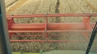 biçerdöver buğday toplar. Hasat, tarım endüstrisi, tarlada gün batımı.