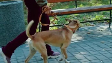 Parkta köpeği gezdiren mutlu genç bir kadın ve köpekler için özel bir alan. Köpek koşuyor, eğleniyor, emirlere uyuyor, tasmayla yürüyor. Parkta yürür.