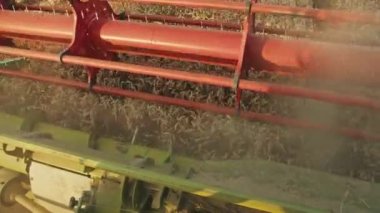 biçerdöver buğday toplar. Hasat, tarım endüstrisi, tarlada gün batımı.