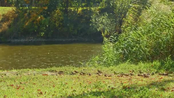 Spatzen im Schilf am Fluss im Herbstpark, Zeitlupenvideo. Spatzen fliegen umher. Vogelwelt im Park. — Stockvideo
