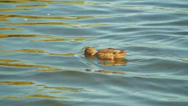 Enten schwimmen im Fluss, Herbstpark. Schießvögel. — Stockvideo
