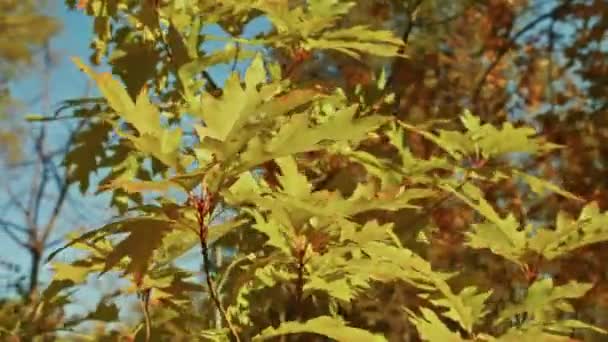 Herfst Landschap Prachtige Herfst Romantische Uitzichten Het Park Bladeren Steegjes — Stockvideo