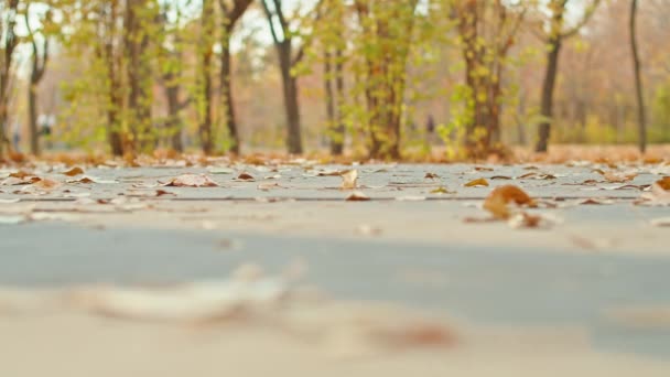 Женщины гуляют по осеннему парку — стоковое видео