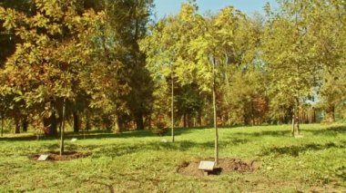 Sonbahar manzarası, güzel sonbahar romantik parklar. Yapraklar, sokaklar, ağaçlar, romantik yürüyüş zamanı. Ağacı dikenlerin isimlerinin yazılı olduğu plaketler..