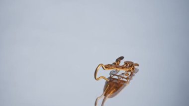 2000 yaşında bir İskitli rahibenin altın küpesi, kazı sırasında bulunan eski bir küpe, dönen bir tekerlek. Klasik mücevherler. Din. yakın plan