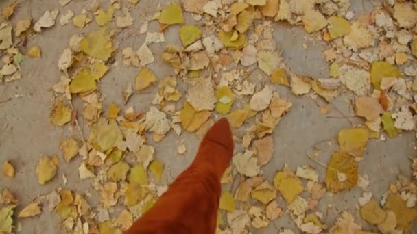 Gambe delle donne che camminano nel parco autunnale — Video Stock