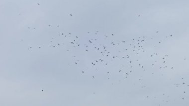 Gökyüzünde uçan bir kuş sürüsü. Kargalar. Kaos ölüm konsepti. Gökyüzünde uçan bir grup kuş. Kara kargalar gökyüzüne karşı bir sürü halinde dönerler. Sıcak ülkelerden göç eden kuşlar