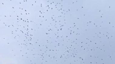 Gökyüzünde uçan bir kuş sürüsü. Kargalar. Kaos ölüm konsepti. Gökyüzünde uçan bir grup kuş. Kara kargalar gökyüzüne karşı bir sürü halinde dönerler. Sıcak ülkelerden göç eden kuşlar