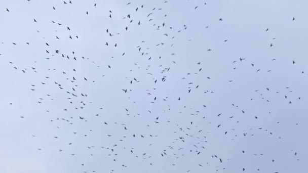 Gökyüzünde uçan bir kuş sürüsü. Kargalar. Kaos ölüm konsepti. Gökyüzünde uçan bir grup kuş. Kara kargalar gökyüzüne karşı bir sürü halinde dönerler. Sıcak ülkelerden göç eden kuşlar — Stok video