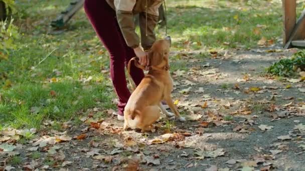 Parkta köpeği gezdiren mutlu genç bir kadın ve köpekler için özel bir alan. Köpek koşuyor, eğleniyor, emirlere uyuyor, tasmayla yürüyor. Parkta yürür. — Stok video