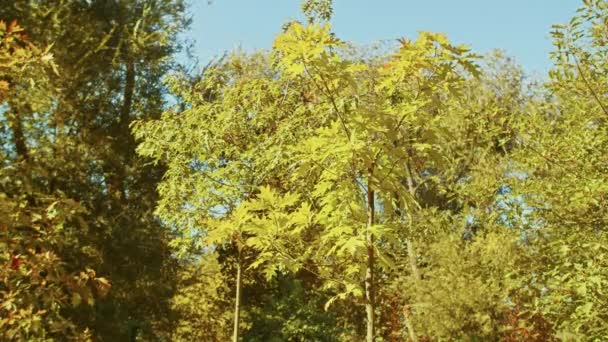 秋の風景、公園で素晴らしい秋のロマンチックな景色。葉、路地、木、ロマンチックな散歩の時間. — ストック動画