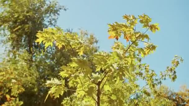 秋の風景、公園で素晴らしい秋のロマンチックな景色。葉、路地、木、ロマンチックな散歩の時間. — ストック動画