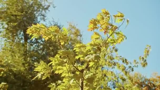 秋の風景、公園で素晴らしい秋のロマンチックな景色。葉、路地、木、ロマンチックな散歩の時間. — ストック動画