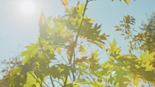 Herfst landschap, prachtige herfst romantische uitzichten in het park. bladeren, steegjes, bomen, tijd voor romantische wandelingen. — Stockvideo