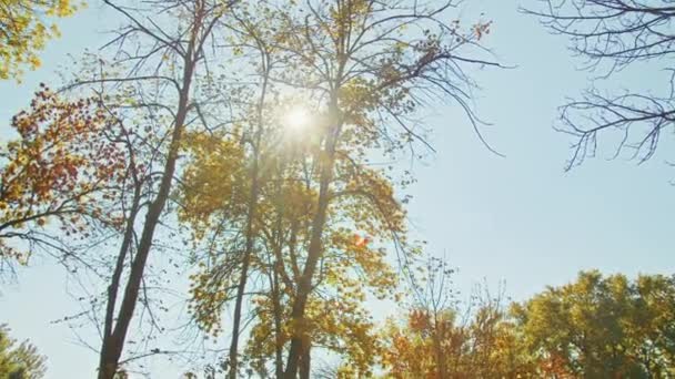 秋の風景、公園で素晴らしい秋のロマンチックな景色。葉、路地、木、ロマンチックな散歩の時間. — ストック動画