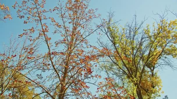 Paysage d'automne, merveilleuses vues romantiques d'automne dans le parc. feuilles, ruelles, arbres, temps pour des promenades romantiques. — Video