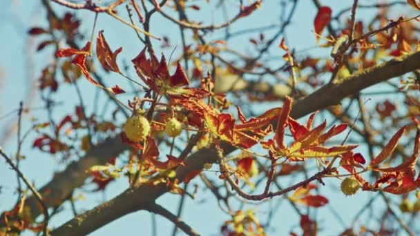 Paisaje de otoño, maravillosas vistas románticas de otoño en el parque. hojas, callejones, árboles, tiempo para paseos románticos. — Vídeo de stock