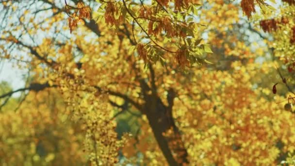 Sonbahar manzarası, muhteşem sonbahar romantik manzarası parkta. Yapraklar, sokaklar, ağaçlar, romantik yürüyüşler zamanı.. — Stok video