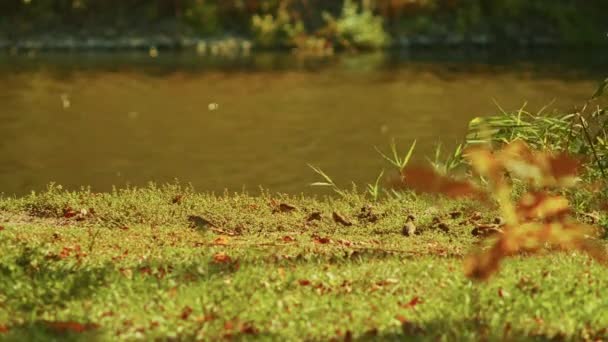 麻雀在秋天公园河边的芦苇里，慢镜头。飞麻雀。公园里的鸟类生活. — 图库视频影像