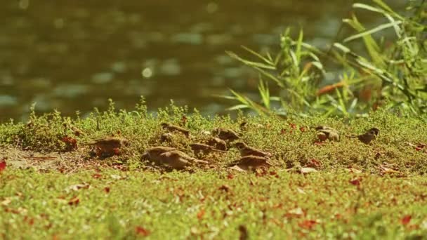 Sonbahar parkındaki nehrin yanındaki sazlıklarda serçeler, yavaş çekim videosu. Yükselen serçeler. Parkta kuş yaşamı. — Stok video