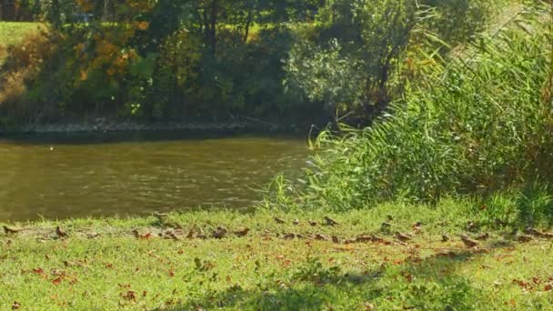 Mussen in het riet bij de rivier in het herfstpark, slow motion video. Zwevende mussen. vogelleven in het park. — Stockvideo