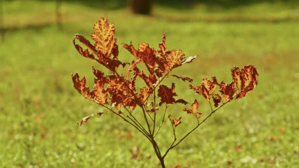 Paesaggio autunnale, stupende viste autunnali romantiche nel parco. foglie, vicoli, alberi, tempo per romantiche passeggiate. — Video Stock