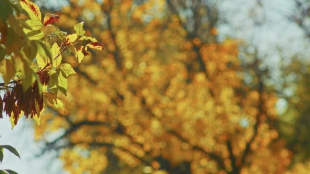 Paesaggio autunnale, stupende viste autunnali romantiche nel parco. foglie, vicoli, alberi, tempo per romantiche passeggiate. — Video Stock