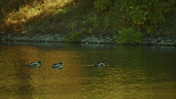 Kacsák úsznak a folyóban, őszi park. madarak vadászata. — Stock videók
