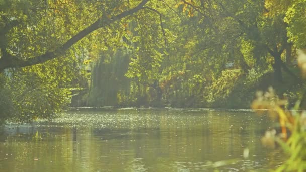 Herbstlandschaft, herrliche herbstliche romantische Aussichten im Park. Blätter, Gassen, Bäume, Zeit für romantische Spaziergänge. — Stockvideo