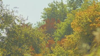 Sonbahar manzarası, muhteşem sonbahar romantik manzarası parkta. Yapraklar, sokaklar, ağaçlar, romantik yürüyüşler zamanı..