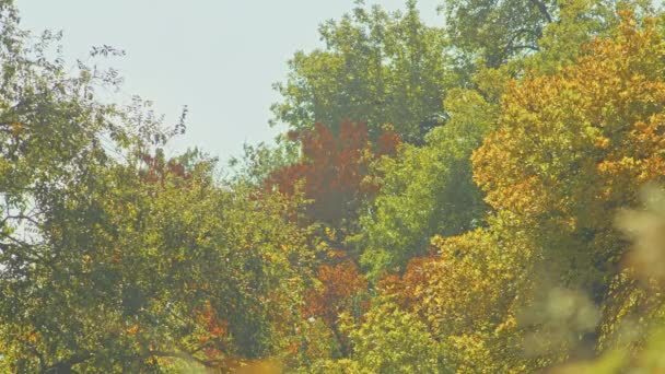 Herfst landschap, prachtige herfst romantische uitzichten in het park. bladeren, steegjes, bomen, tijd voor romantische wandelingen. — Stockvideo