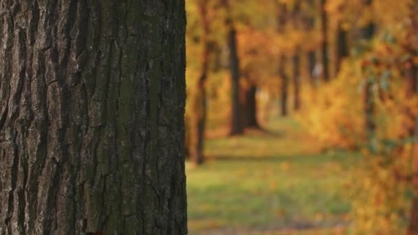 Eine junge Frau mit Santa-Muerte-Make-up in einem schwarzen Totenkleid spaziert bei Sonnenuntergang vor dem Hintergrund von Herbstblättern durch den Wald. Totensonntag oder Halloween-Konzept. — Stockvideo