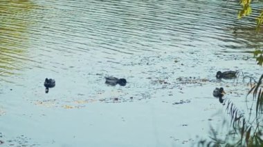 Ördekler nehirde yüzer, sonbahar parkında. Kuş vurmak.