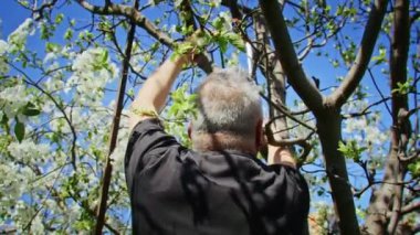 Çiftçi bahçedeki ağaçları keser. Tarım. Toplu çiftlikte tarımcı. İşçi çiftlikte çalışıyor. Tarım konsepti. İş Çiftliği, Bahar