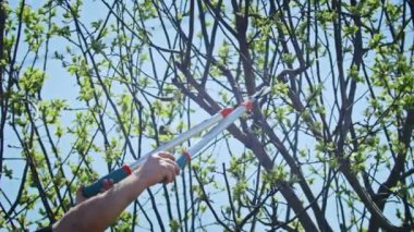 Çiftçi bahçedeki ağaçları keser. Tarım. Toplu çiftlikte tarımcı. İşçi çiftlikte çalışıyor. Tarım konsepti. İş Çiftliği, Bahar