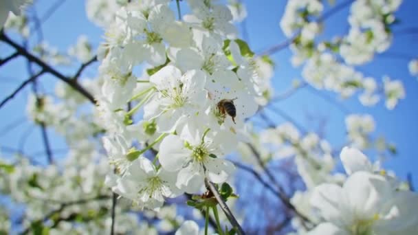 春天里蜜蜂为粉色樱花授粉的慢动作. — 图库视频影像