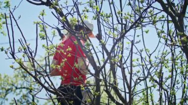 Genç kadın çiftçi bahçedeki ağaçları kesiyor. Tarım. Toplu çiftlikte tarımcı. İşçi çiftlikte çalışıyor. tarım kavramı. iş çiftliği.