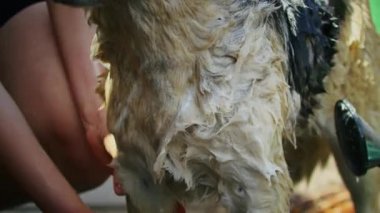 Genç, neşeli bir kadın bahçede üzgün bir köpeği yıkıyor. Üzgün bir köpeği yıkıyor. Temizlik ve hayvanlar.