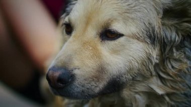 Genç, neşeli bir kadın bahçede üzgün bir köpeği yıkıyor. Üzgün bir köpeği yıkıyor. Temizlik ve hayvanlar.
