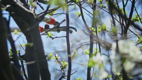 Giovane donna contadina taglia gli alberi in giardino. Agricoltura. Agronomo in una fattoria collettiva. L'operaio lavora nella fattoria. concetto di agricoltura. business farm.Spring — Video Stock