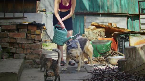 Jovem mulher alegre banha um cão triste no quintal. banhar um cão triste. limpeza e animais. — Vídeo de Stock