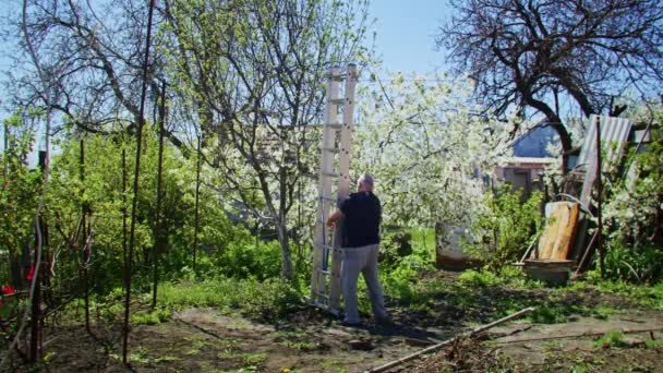 Rolnik wycina drzewa w ogrodzie. Rolnictwo. Agronomista na zbiorowej farmie. Pracownik pracuje na farmie. Koncepcja rolnictwa. Gospodarstwo, wiosna — Wideo stockowe