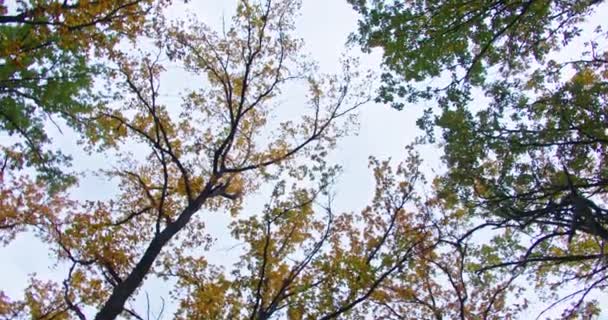Panorama of autumn trees in the forest — Wideo stockowe