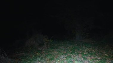 Korkunç kadın kameraya bakar, karanlıktan çıkar..