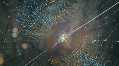 Ağdaki örümceğin yakın çekimi rüzgarda gelişiyor.