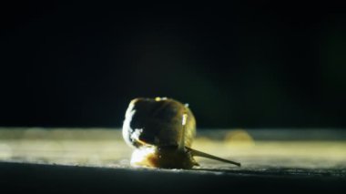 Vahşi doğa. Salyangoz asfaltta sürünür.