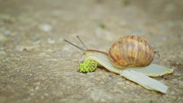 Naturaleza Salvaje Caracol Arrastra Sobre Asfalto — Vídeos de Stock