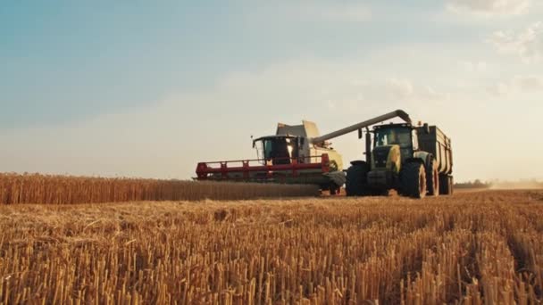 Erntemaschine Lädt Weizen Den Traktoraufbau Ernte Sommer — Stockvideo