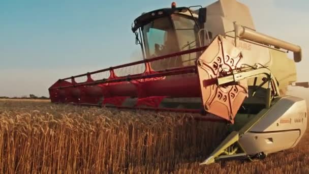 Recoltarea Recoltează Grâu Recoltare Industrie Agricolă Apus Soare Domeniu — Videoclip de stoc